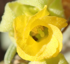 Hermannia lavandulifolia