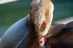 Alopochen aegyptiaca