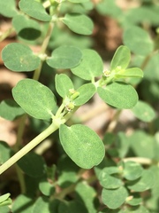 Euphorbia serpens