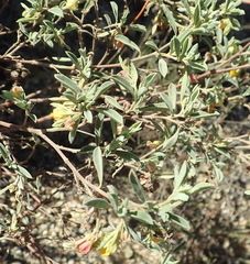 Hermannia lavandulifolia
