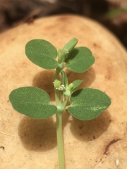 Euphorbia serpens