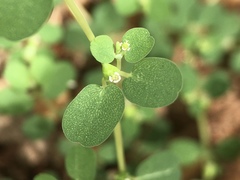 Euphorbia serpens