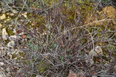 Fumana thymifolia
