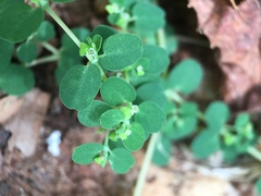Euphorbia serpens