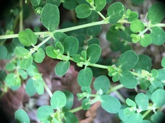 Euphorbia serpens
