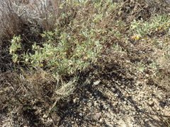 Hermannia lavandulifolia