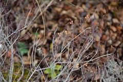 Fumana thymifolia