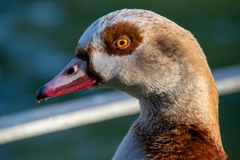 Alopochen aegyptiaca