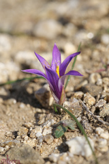 Romulea arnaudii