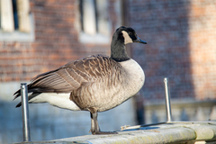 Branta canadensis