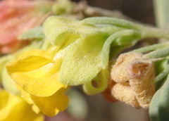 Hermannia lavandulifolia