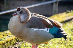 Alopochen aegyptiaca