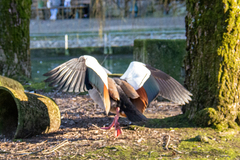 Alopochen aegyptiaca