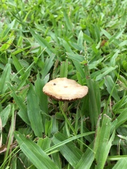 Chlorophyllum molybdites