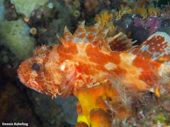 Scorpaena canariensis