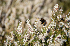 Bombus