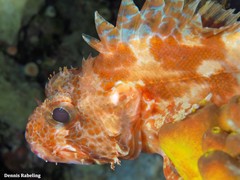 Scorpaena canariensis