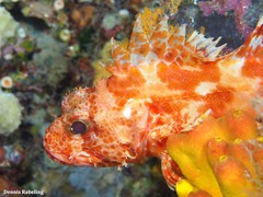 Scorpaena canariensis