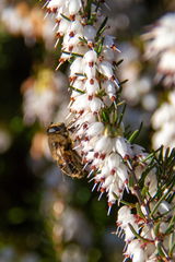 Eristalis tenax
