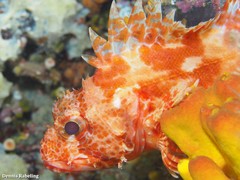 Scorpaena canariensis