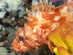Scorpaena canariensis