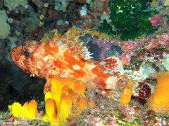 Scorpaena canariensis