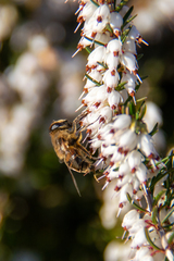 Eristalis tenax
