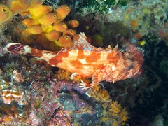 Scorpaena canariensis