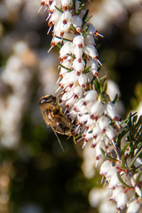 Eristalis tenax