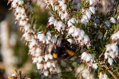 Bombus