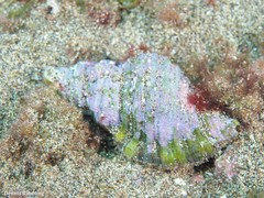 Monoplex pilearis