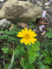 Sphagneticola trilobata