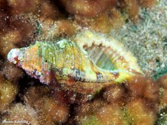 Monoplex pilearis