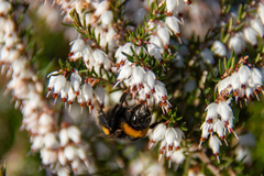 Bombus