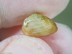Striarca lactea