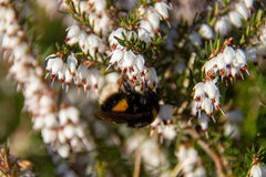 Bombus