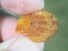 Talochlamys multistriata