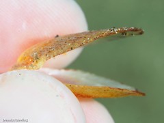 Talochlamys multistriata