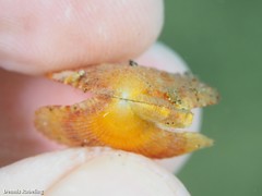 Talochlamys multistriata