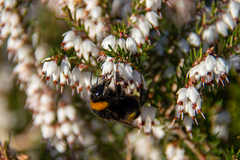 Bombus