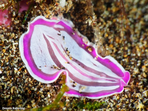 Pink Flatworm, photo 3 of 10