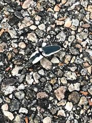 Chalcolepidius webbi