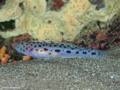 Thorogobius ephippiatus