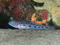 Thorogobius ephippiatus