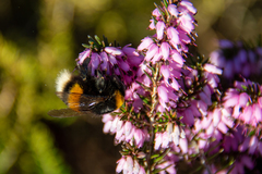 Bombus