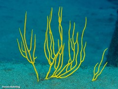 Leptogorgia viminalis