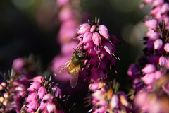 Apis mellifera
