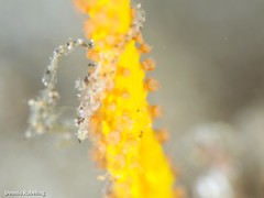 Leptogorgia viminalis