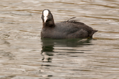 Fulica atra