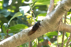 Cryptotympana mandarina